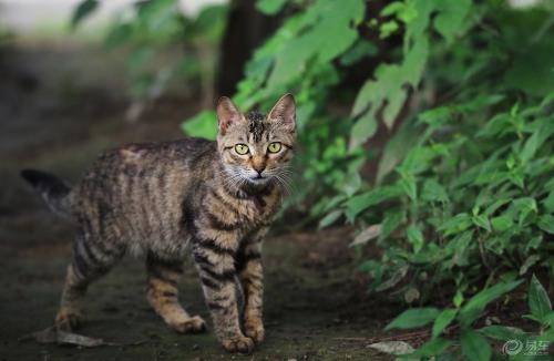 狸花猫会自己挑选主人 狸花猫幼猫成猫喂养指南