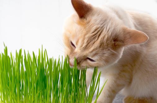 只知猫草能吐毛球可就落伍了 常见的猫咪食用植物