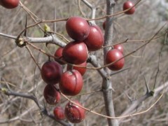 野生酸枣的6种功效与作用 酸枣的做法大全