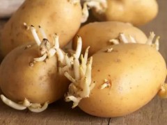 这4类发芽菜发芽不能食用 不利人体健康