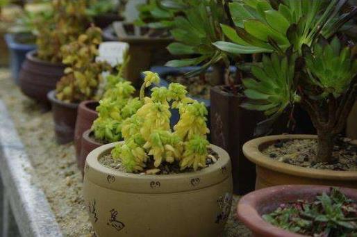 家庭养植物沤肥的材料有哪些？如何自制家用养花肥料