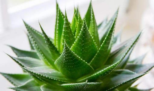 芦荟有毒吗 芦荟怎么养长得快 芦荟怎么浇水