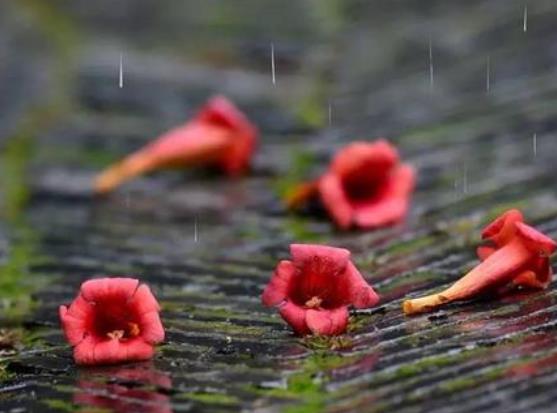 梅雨季节是什么时间，在什么节气之间，梅雨季节分布在哪些省