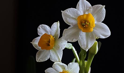 水仙花怎么养 水仙花有毒吗 水培水仙花正确养法