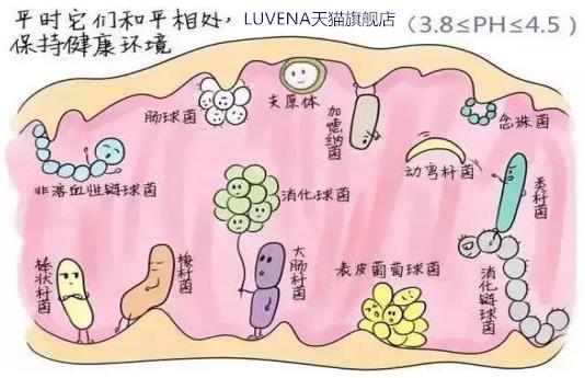 LUVENA-每天清洗私处还会痒？因为最好的细菌被洗没了 ！