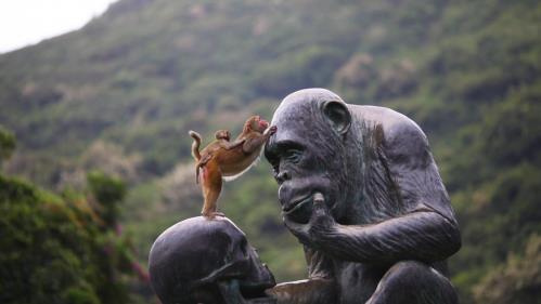 当“硬核科技”碰撞“诗意旅游”，走近南湾猴岛的数字化景区转型升级之路