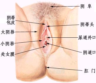 女性阴部真实照片：详解健康女人真实完美阴道图片【多图】