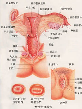 女性阴部真实照片：详解健康女人真实完美阴道图片【多图】