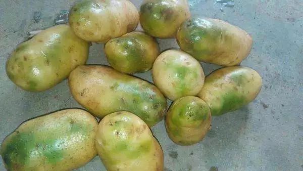 土豆发芽了把芽去掉可以吃吗？土豆长了一点点小芽还能吃吗