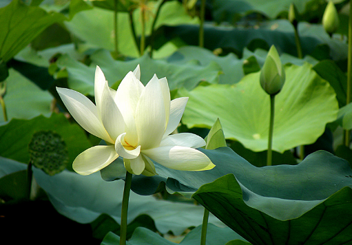 失眠的原因有哪些？失眠试试加白莲煮粥