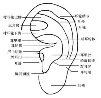 耳穴埋豆是什么？耳穴埋豆需要注意什么事项