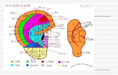 耳穴埋豆是什么？耳穴埋豆需要注意什么事项