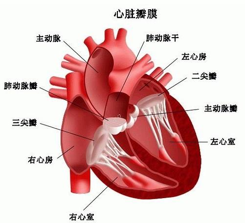 主动脉关闭不全严重吗？主动脉关闭不全是怎么引起的