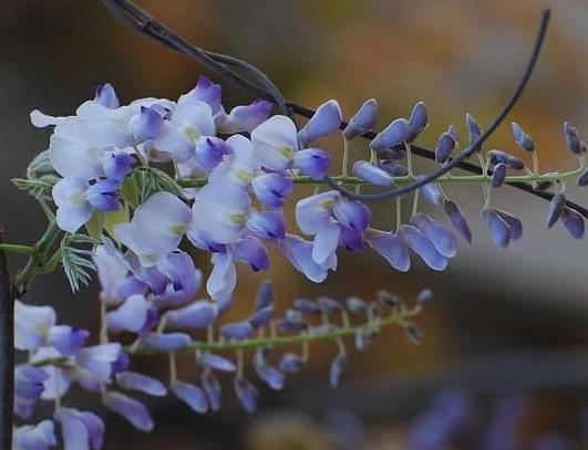 紫藤花能在室内种植吗？为什么家里不能养紫藤花？