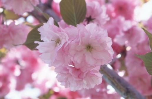 2021清明节去武汉还能看到樱花吗？武汉2021年五一还有樱花吗
