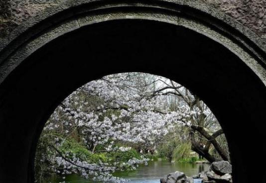2021清明节去武汉还能看到樱花吗？武汉2021年五一还有樱花吗