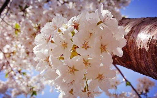 2021清明节去武汉还能看到樱花吗？武汉2021年五一还有樱花吗
