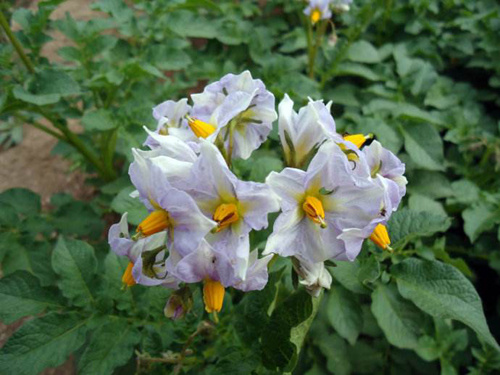 土豆发芽了把芽去掉可以吃吗？土豆长了一点点小芽还能吃吗