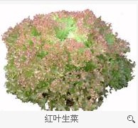 生菜的食疗作用