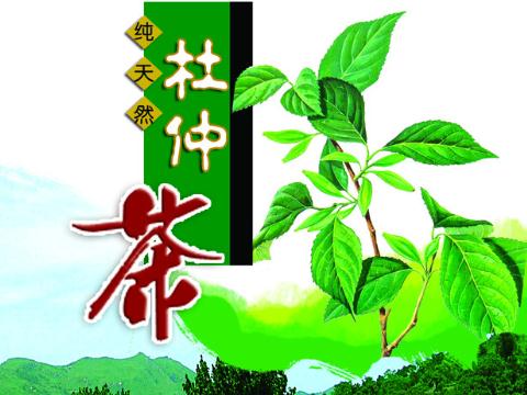 杜仲茶的作用与功效-杜仲茶的冲泡方法