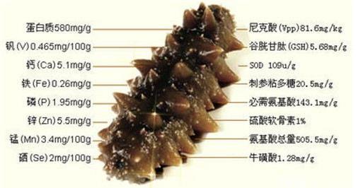 海参怎么吃最有营养？海参食用方法与禁忌(一)