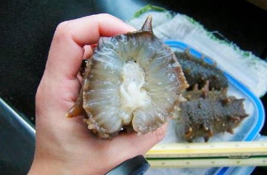 海参怎么吃最有营养？海参食用方法与禁忌(一)