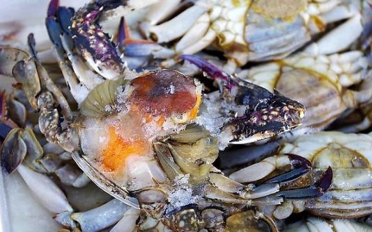 吃螃蟹的饮食禁忌：螃蟹不能和什么一起吃
