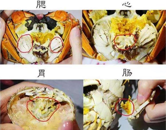 错吃食物部位会中毒？苹果、樱桃有毒部位果核 小龙虾有毒部位头腮