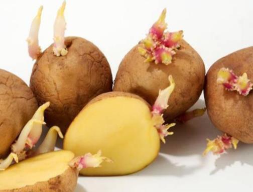 发芽的马铃薯含有什么毒素（龙葵素）？土豆如何保存不发芽？