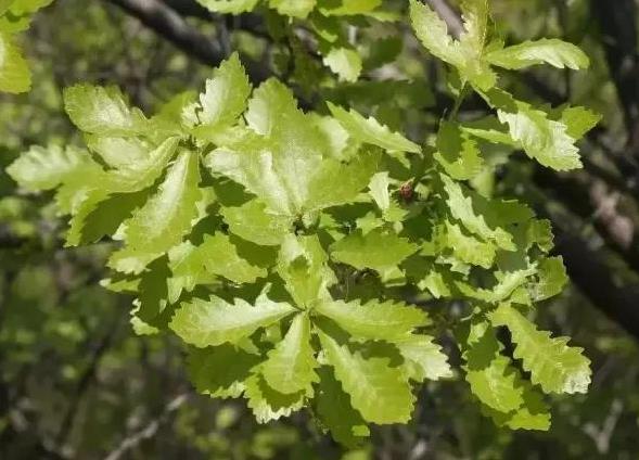 端午节粽子叶用什么叶子？原来这么多叶子都可以包粽子