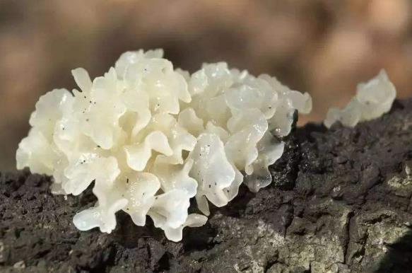 新鲜银耳有毒吗？新鲜银耳怎么去毒？银耳中毒怎么办？