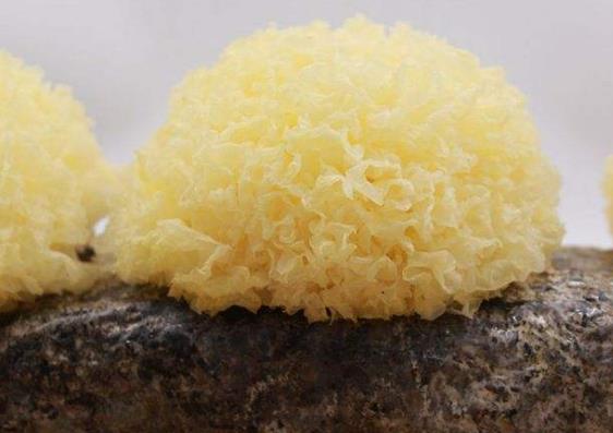新鲜银耳有毒吗？新鲜银耳怎么去毒？银耳中毒怎么办？