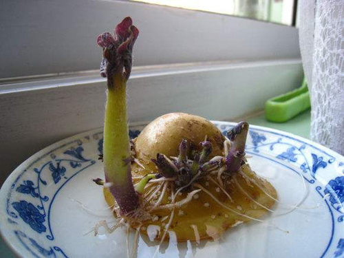 土豆发芽了把芽去掉可以吃吗？土豆长了一点点小芽还能吃吗