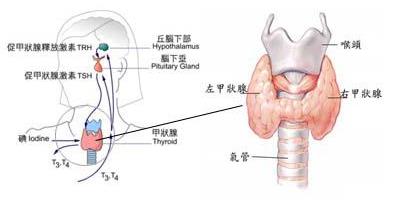 沈阳碧塘医院专家门诊 名医战略人文关怀