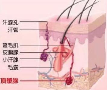 怎样彻底根除狐臭 民间治疗狐臭的偏方