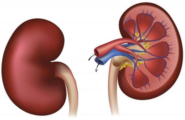 肾病专家杨彦芳：糖尿病肾脏病用药不当会使肾衰竭风险变高高