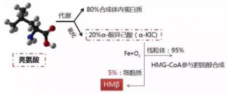 千万级蓝海市场才刚刚开局的HMB，真的有这么神？