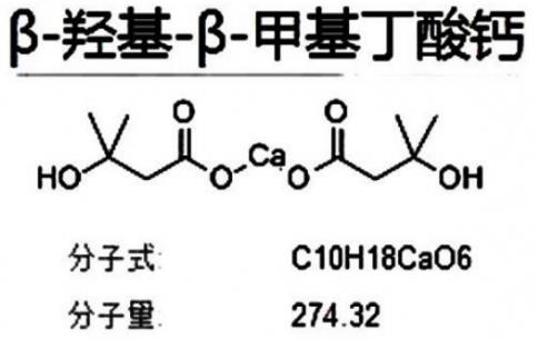 提高基础代谢的方法—HMB助力留住肌肉预防衰减