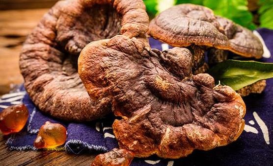 灵芝粉与灵芝孢子粉有哪些区别？哪些人不宜吃灵芝粉？