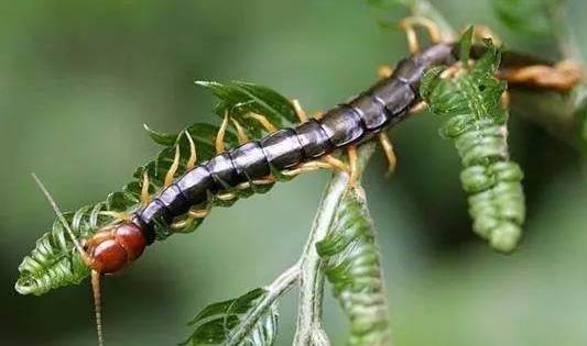 蜈蚣有哪些功效？被蜈蚣咬了怎么办？