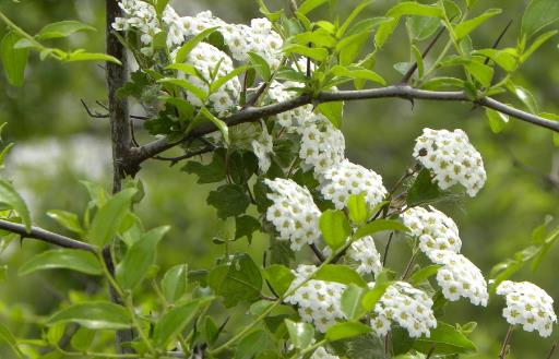 超市买蜂蜜怎么选？什么花出的蜂蜜最好？