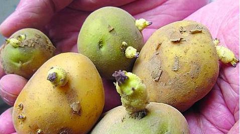 土豆发芽了把芽去掉可以吃吗？土豆长了一点点小芽还能吃吗