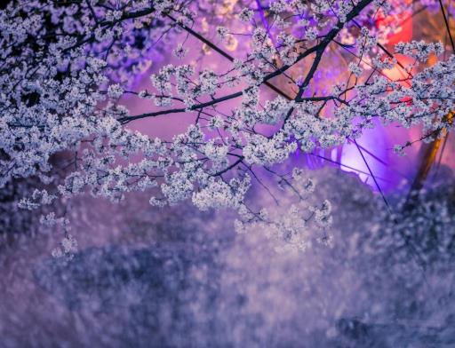 武汉樱花主题灯光秀每天都有吗？武汉樱花主题灯光秀是什么时候