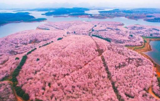 2021年贵州平坝樱花什么时候开放？贵州平坝樱花门票多少钱？