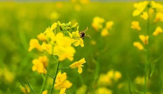 油菜花你吃过吗？吃油菜花有哪些好处？