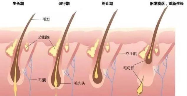 唐山京城植发医院窦旭菲院长：植发后多长时间能看到效果？