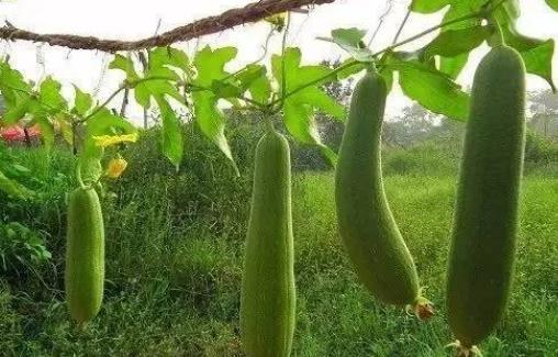 糖尿病患者可以吃丝瓜吗？吃丝瓜有哪些功效？