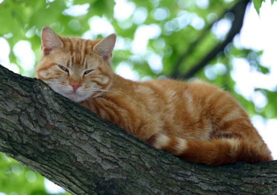 猫咪一定要吃猫粮吗？给猫咪喝酸奶能调节肠胃吗？