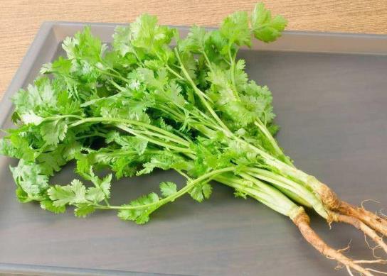 香菜种子直接撒土里能发芽吗？为什么说有狐臭的人不能吃香菜