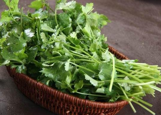 香菜种子直接撒土里能发芽吗？为什么说有狐臭的人不能吃香菜